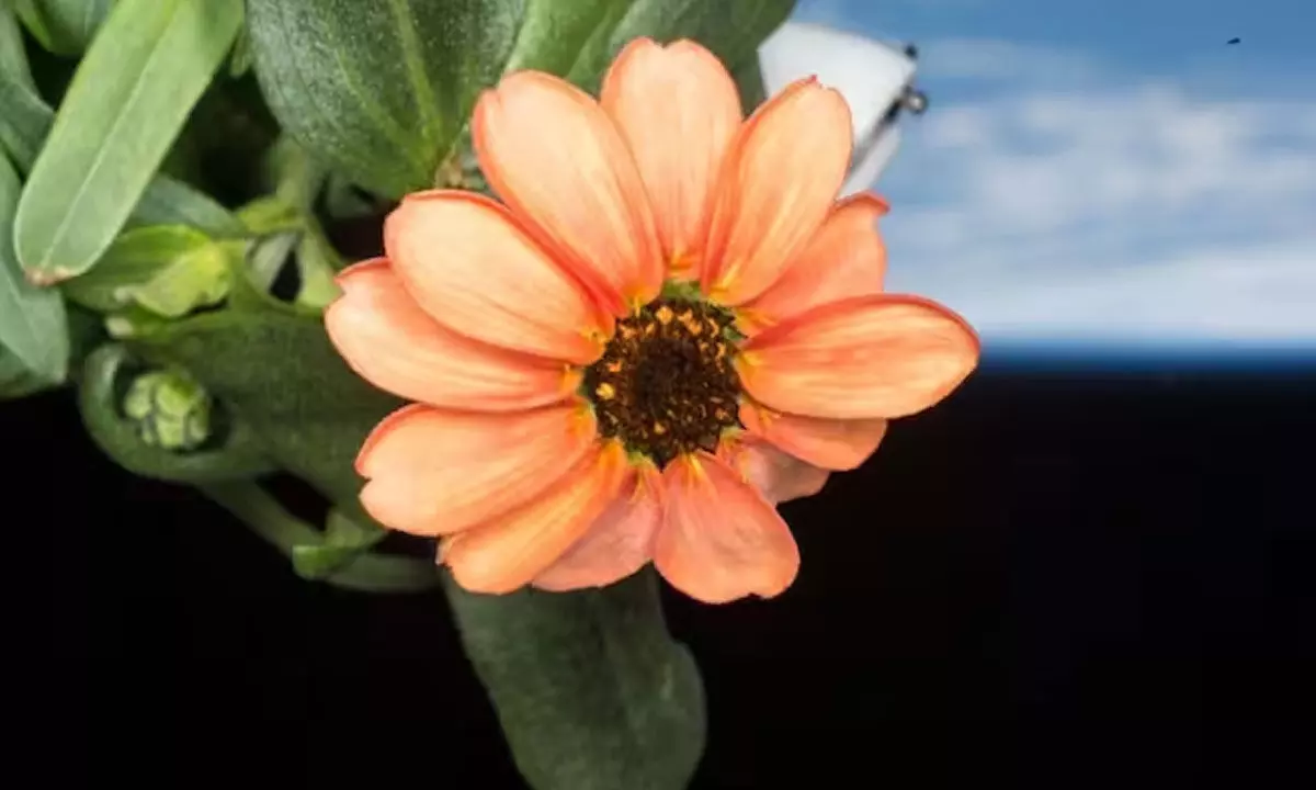 Zinnia Flower in Space: స్పేస్‌లో వికసించిన పువ్వు.. సోషల్ మీడియాలో వైరల్!