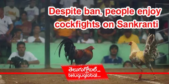 Despite ban, people enjoy cockfights on Sankranti